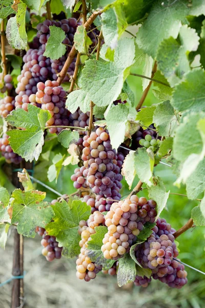 Winorośl w winnicy, Republika Czeska — Zdjęcie stockowe