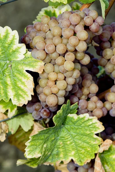 Weinreben im Weinberg, Tschechische Republik — Stockfoto