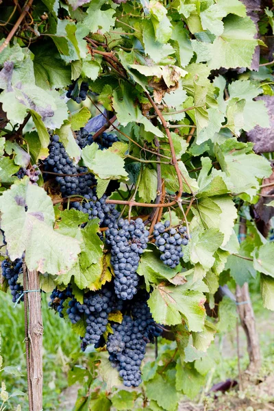 Weinreben im Weinberg, Tschechische Republik — Stockfoto