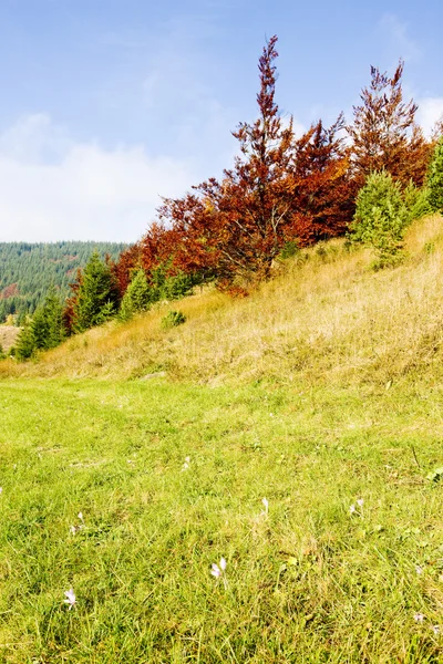 草甸，Nizke 特拉 (低上塔特拉山) 斯洛伐克 — 图库照片