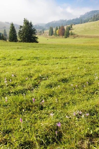 Луг вишні, гірському масиві Tatry (низькі Татри), Словаччина — стокове фото