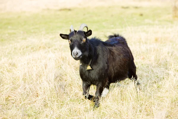 Goat, Vermont, USA — Stock Photo, Image