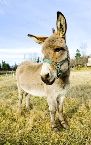 Donkey, Vermont, USA — Stock Photo, Image