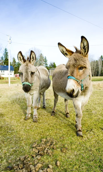Donkeys, Vermont, USA — Stock Photo, Image