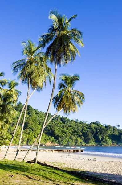 Maracas Bay, Trinidad — Stockfoto