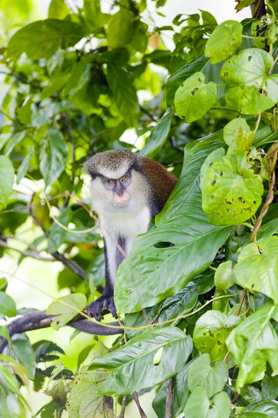 Macaco em Grand Etang National Park, Granada — Fotografia de Stock