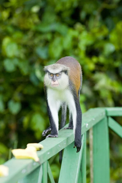 그랜드 etang 국립 공원, 그레나다에 있는 원숭이 — 스톡 사진