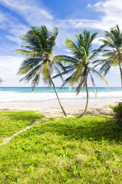 Zelený bod, východní pobřeží Barbadosu, Karibik — Stock fotografie