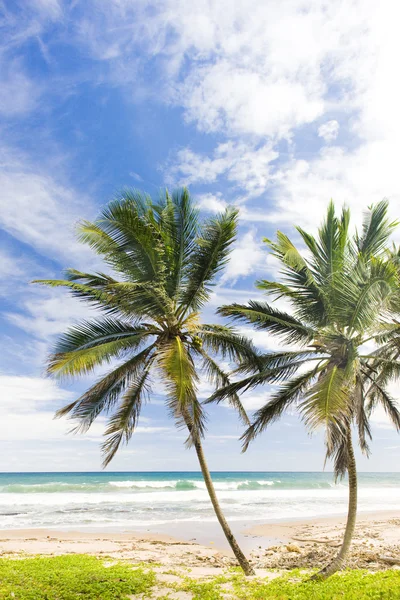 Gröna punkten, östra kust i barbados, Karibien — Stockfoto