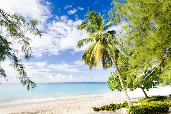 Vállalati beach, barbados, Karib-tenger — Stock Fotó