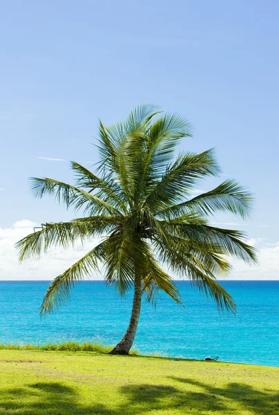 Palmiye ağacı ve Karayip Denizi, barbados — Stok fotoğraf