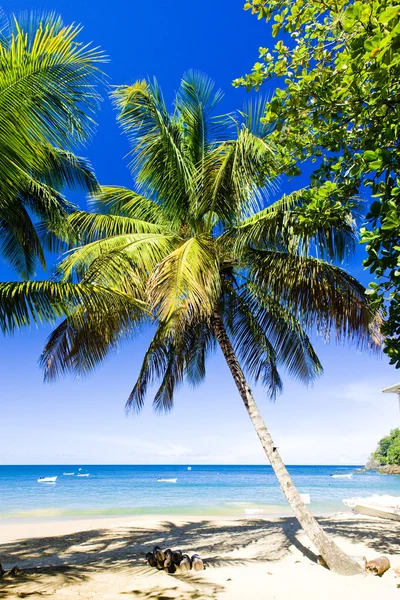 Castara Bay, Tobago — Stockfoto