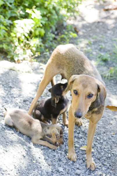 Female dog with puppies, Tobago — Stock Photo, Image