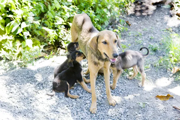 stock image Female dog with puppies, Tobago