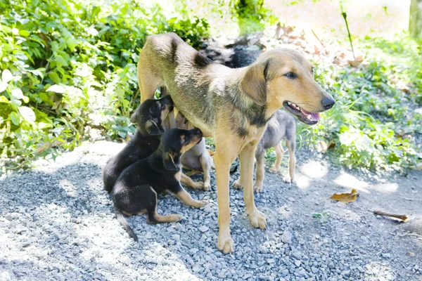 Cão fêmea com filhotes, Tobago — Fotografia de Stock