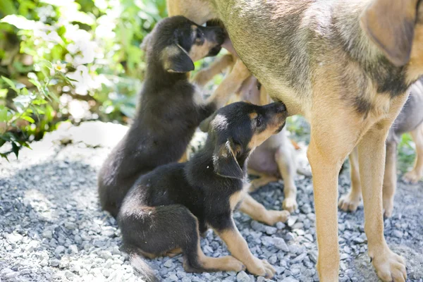 Dettaglio cane femmina con cuccioli, Tobago — Foto Stock
