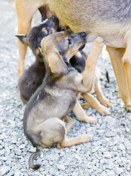 Female dog's detail with puppies, Tobago — Stock Photo, Image