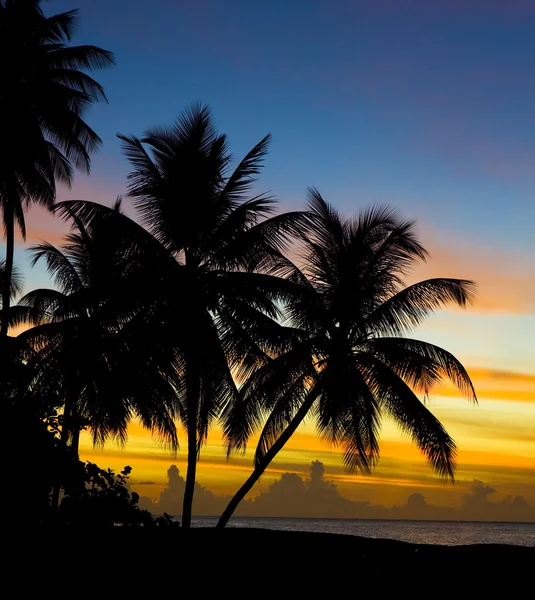 加勒比海、 龟海滩、 多巴哥日落 — 图库照片