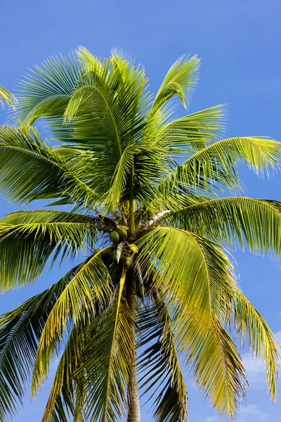 Palmowe drzewo w szczegółach, tobago — Zdjęcie stockowe