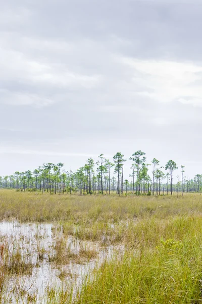 Εθνικό Πάρκο Everglades, Φλόριντα, ΗΠΑ — Φωτογραφία Αρχείου