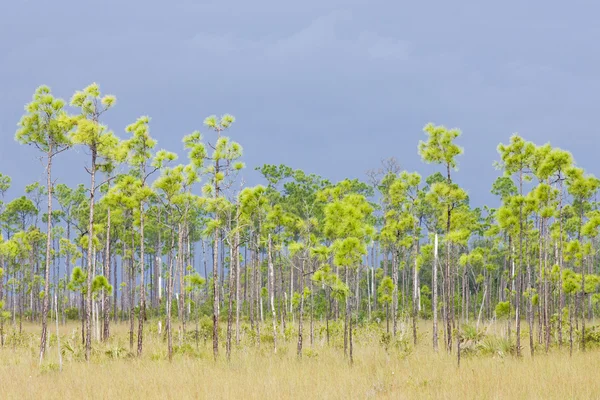 美国佛罗里达州Everglades国家公园 — 图库照片