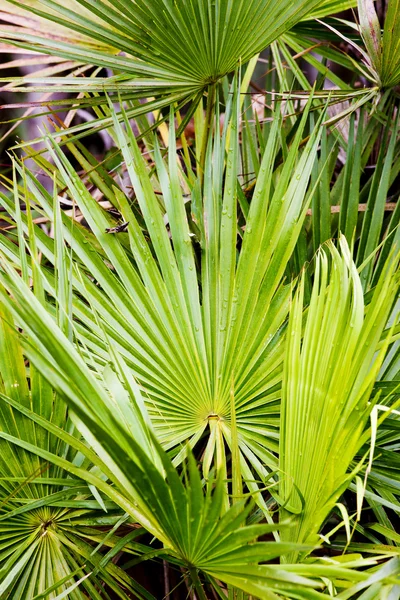 에 버 글레이즈 국립 공원, 플로리다, 미국에 있는 식물 — 스톡 사진