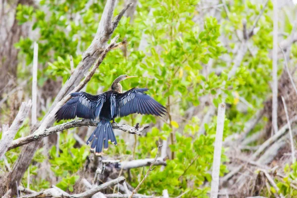 Фауна національному парку Еверглейдс, Флоріда, США — стокове фото