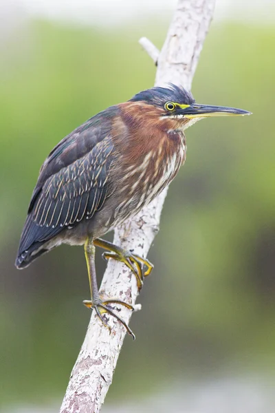 Fauna of Everglades National Park, Florida, USA — Stock Photo, Image