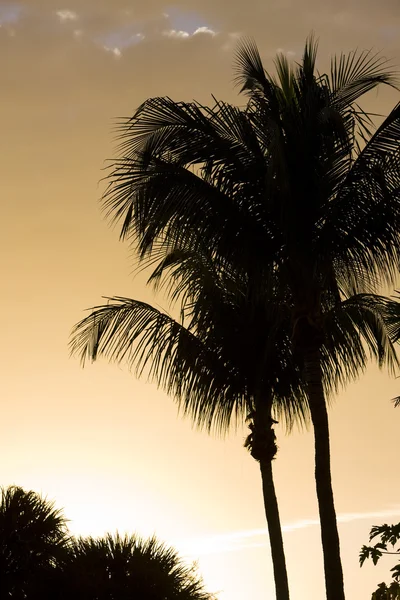 Silueta de palmeras, Florida, EE.UU. — Foto de Stock