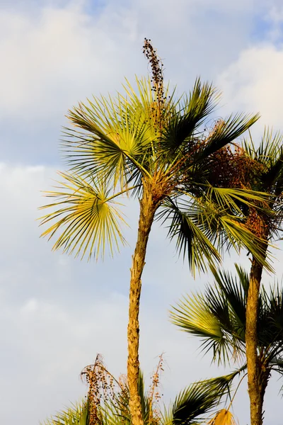 stock image Palm trees, Florida, USA