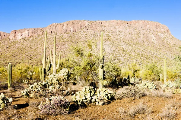 Saguaro National Park, Arizona, USA — Stock Photo, Image