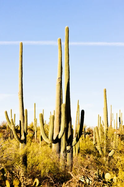 Stock image Saguaro National Park, Arizona, USA