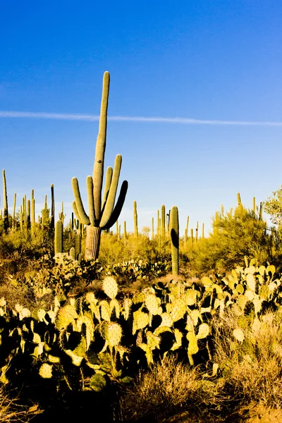 Parque Nacional Saguaro, Arizona, EE.UU. — Foto de Stock