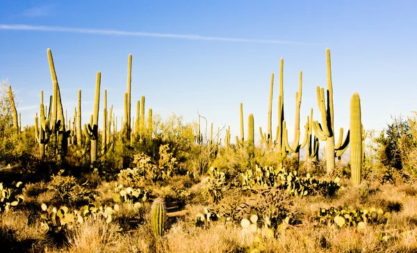 Национальный парк Сагуаро, Аризона, США — стоковое фото