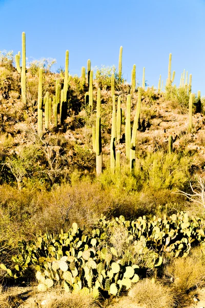 Parque Nacional Saguaro, Arizona, EE.UU. — Foto de Stock