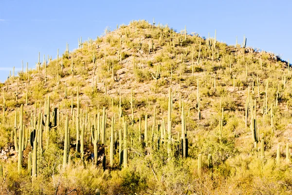 Saguaro nationalpark, arizona, usa — Stockfoto