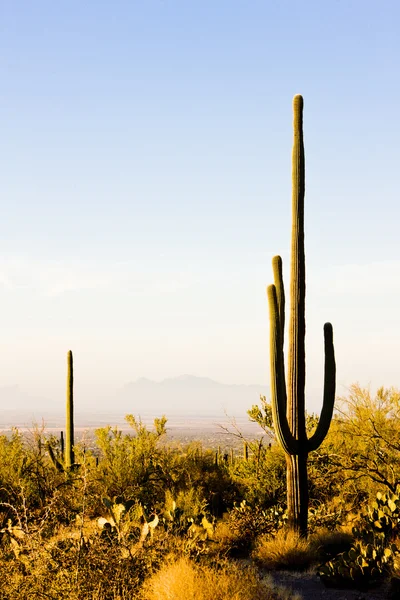 Saguaro εθνικό πάρκο, Αριζόνα, ΗΠΑ — Φωτογραφία Αρχείου