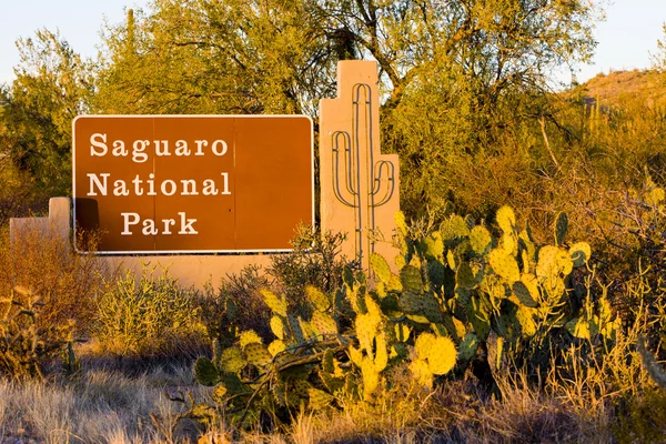 Giriş, saguaro Milli Parkı, arizona, ABD — Stok fotoğraf