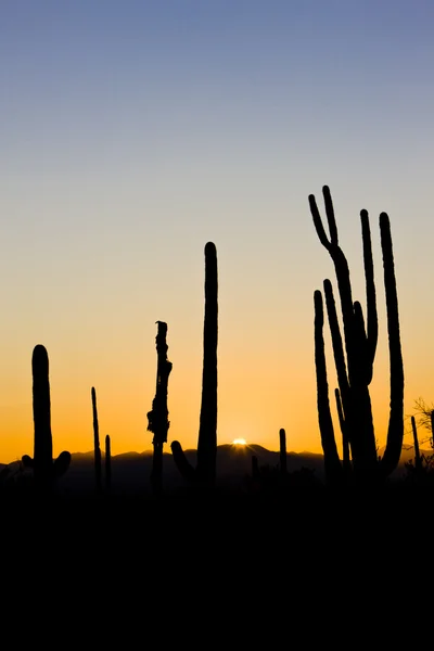 Sonnenuntergang im Saguaro Nationalpark, arizona, Vereinigte Staaten — Stockfoto