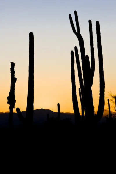 Pôr do sol em Saguaro National Park, Arizona, EUA — Fotografia de Stock