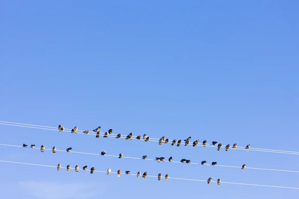 Fåglar som sitter på kabeln, nevada, usa — Stockfoto