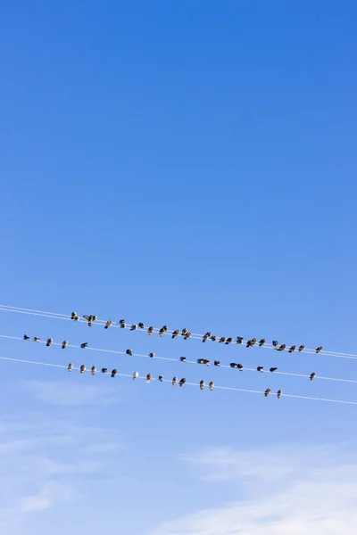 Pájaros sentados en alambre, Nevada, EE.UU. —  Fotos de Stock