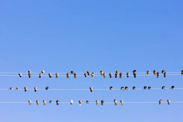 Ptáci na drátě, nevada, usa — Stock fotografie
