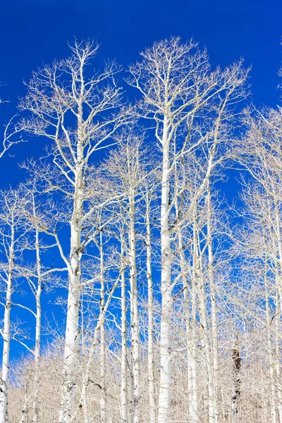 Árvores de inverno, Utah, EUA — Fotografia de Stock