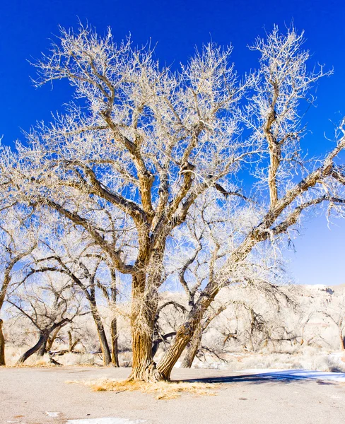Kış ağaçlar, utah, ABD — Stok fotoğraf