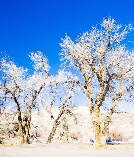 Winter trees, Utah, Estados Unidos — Foto de Stock