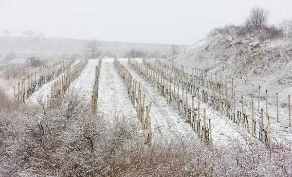 Зимние виноградники, Eko Hnizdo, Чехия — стоковое фото