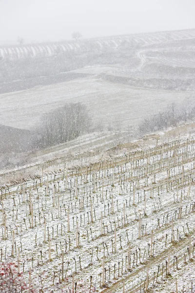冬のブドウ畑,エコ・ヒンジド,チェコ共和国 — ストック写真