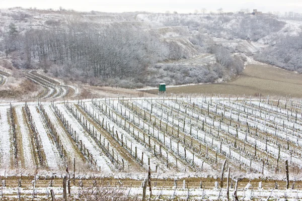 Vignobles d'hiver, Eko Hnizdo, République tchèque — Photo