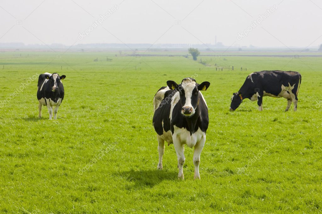 Cows, Friesland, Netherlands